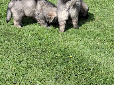 IKC Registered Caucasian Shepherd Dog